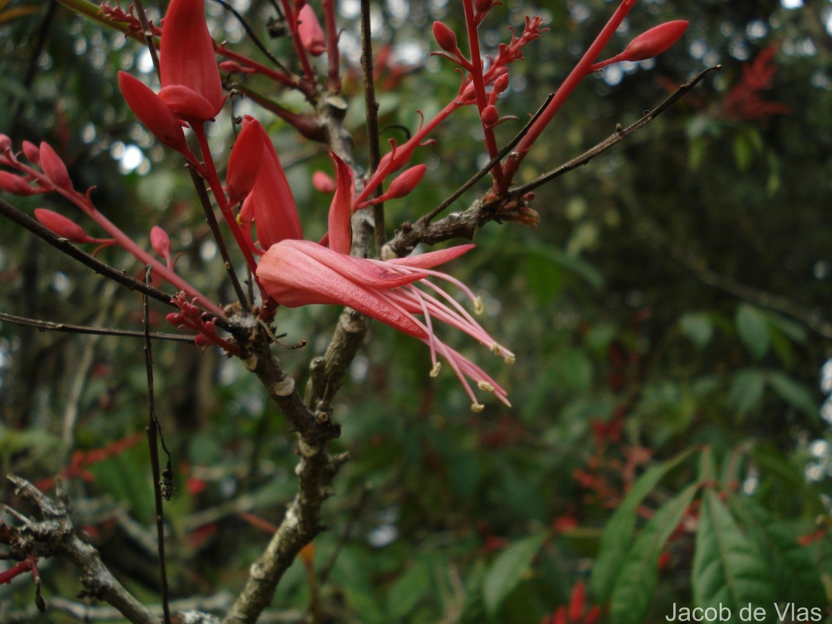 Quassia amara L.